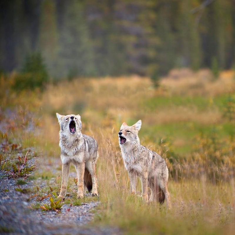 Illustration for article titled Wednesday Woof - Canis latrans Edition